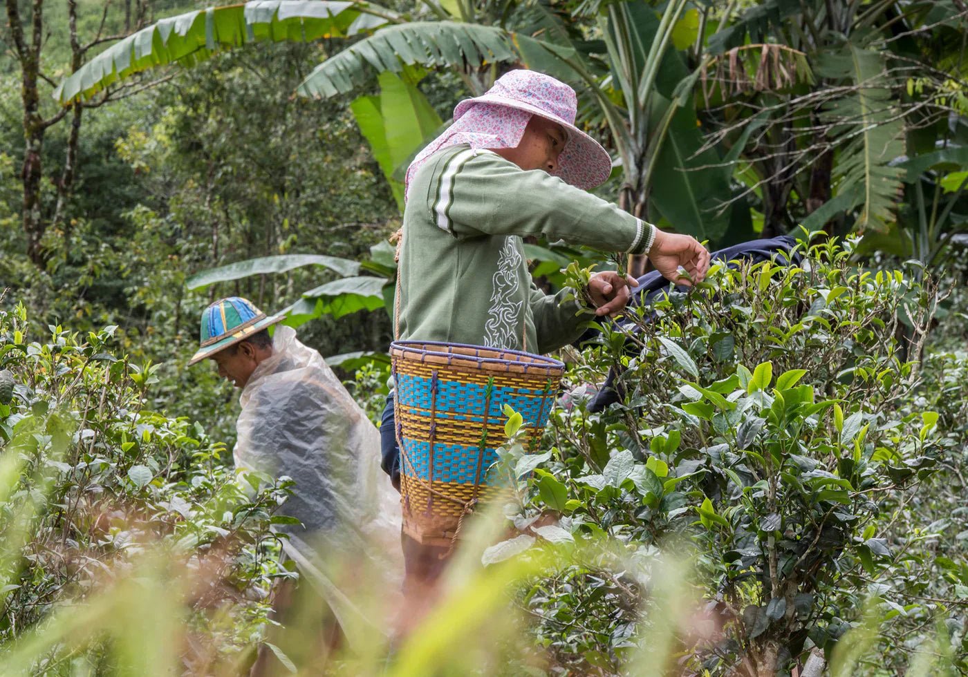 Mogok Tea, Growing Hope in the Mountains of Myanmar - Farmatuur