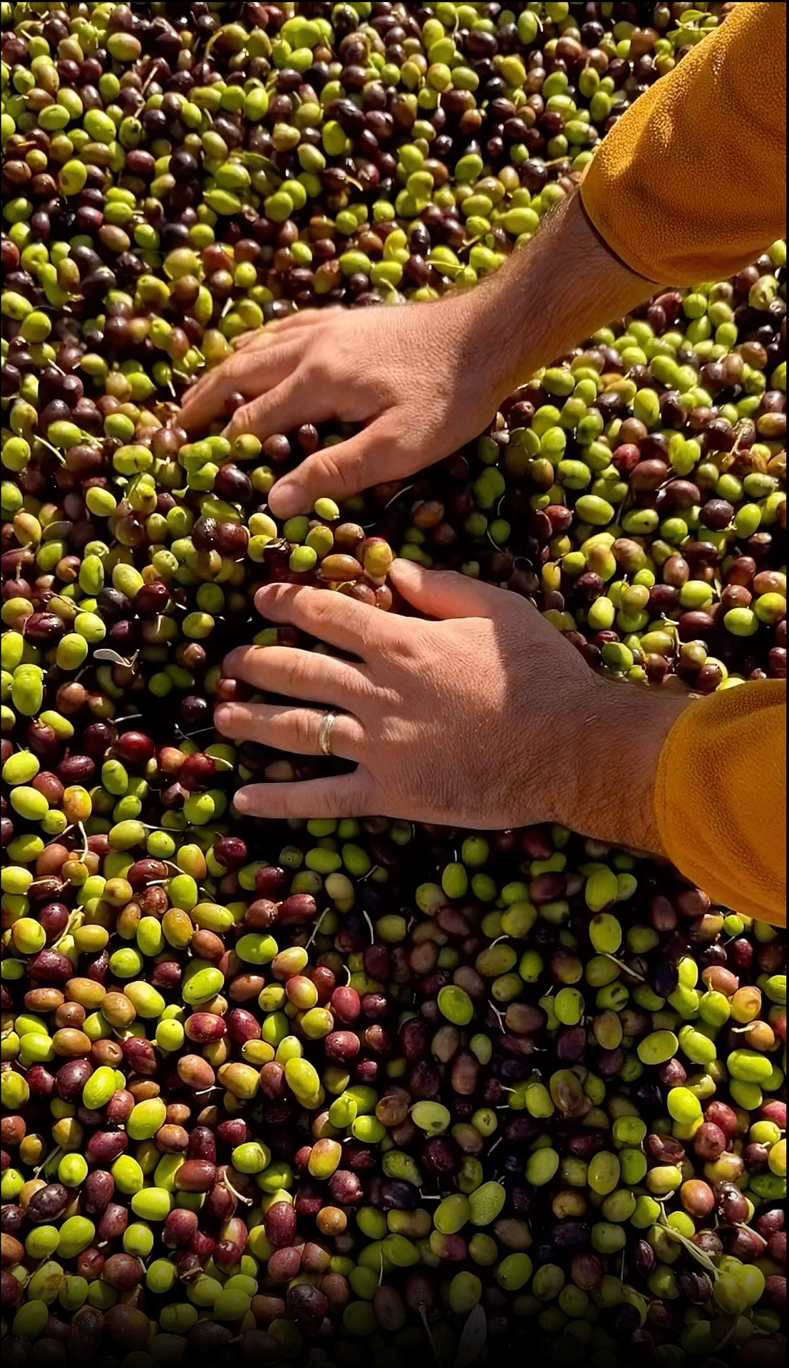 Attimo Olive Oils
