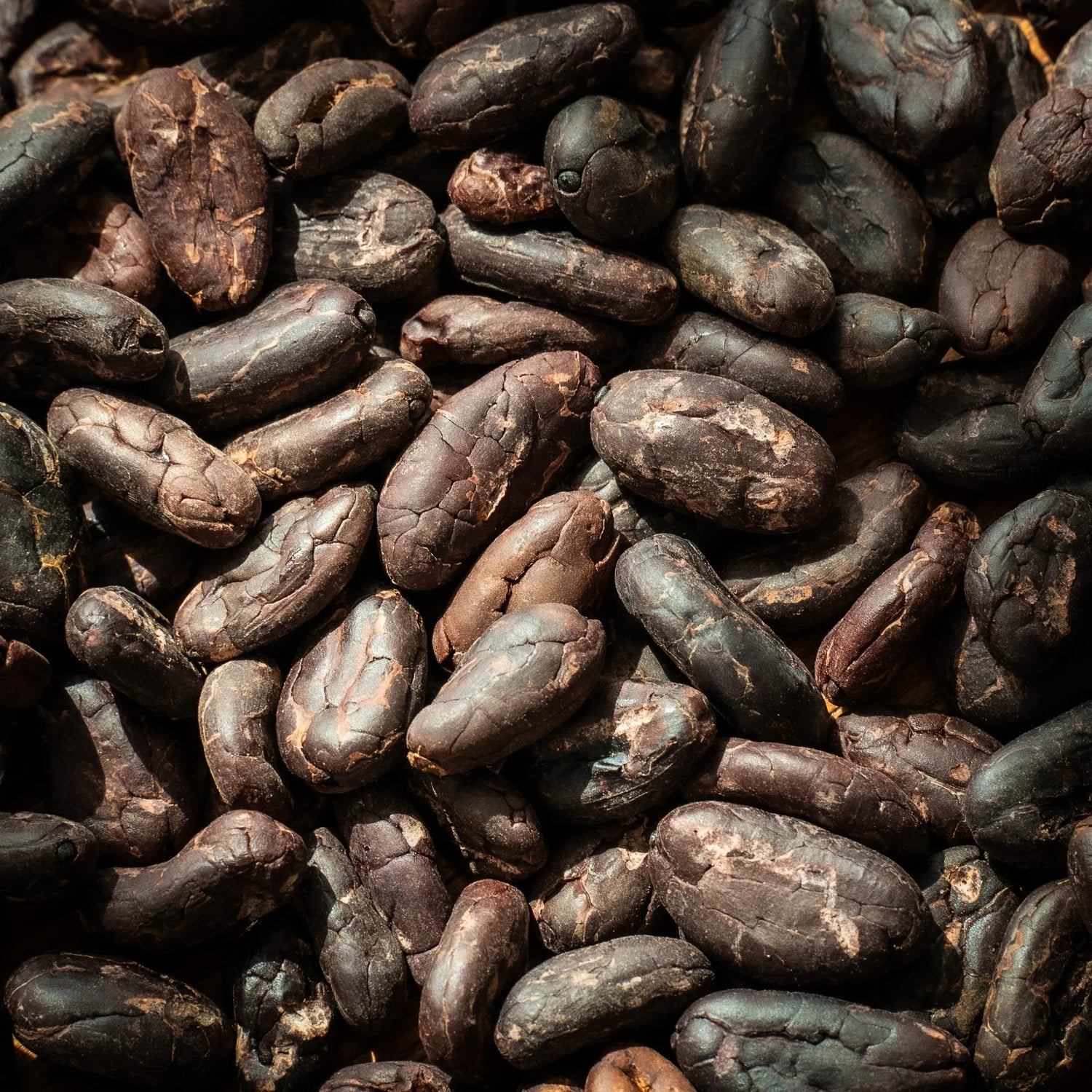 Unroasted Cacao Beans