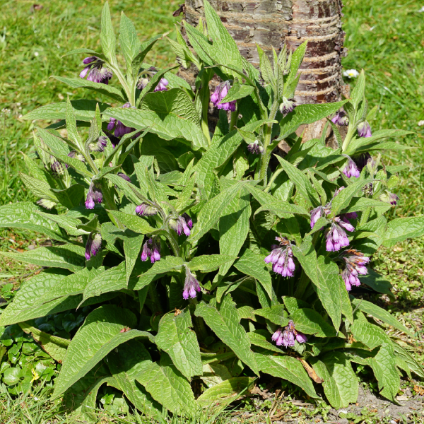 Comfrey ointment - Farmatuur