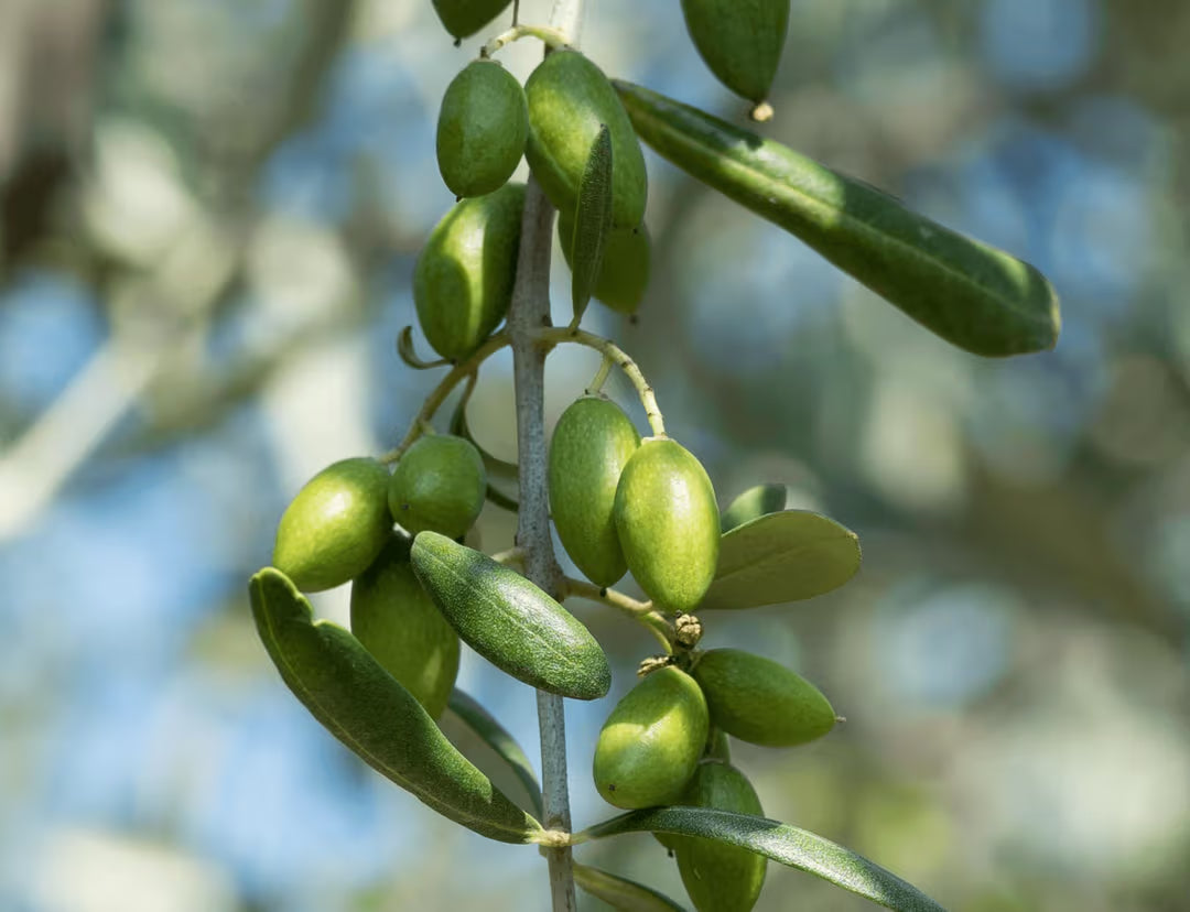 Green Machine Extra Vierge Olijfolie