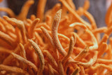 Fungtional Cordyceps - Farmatuur
