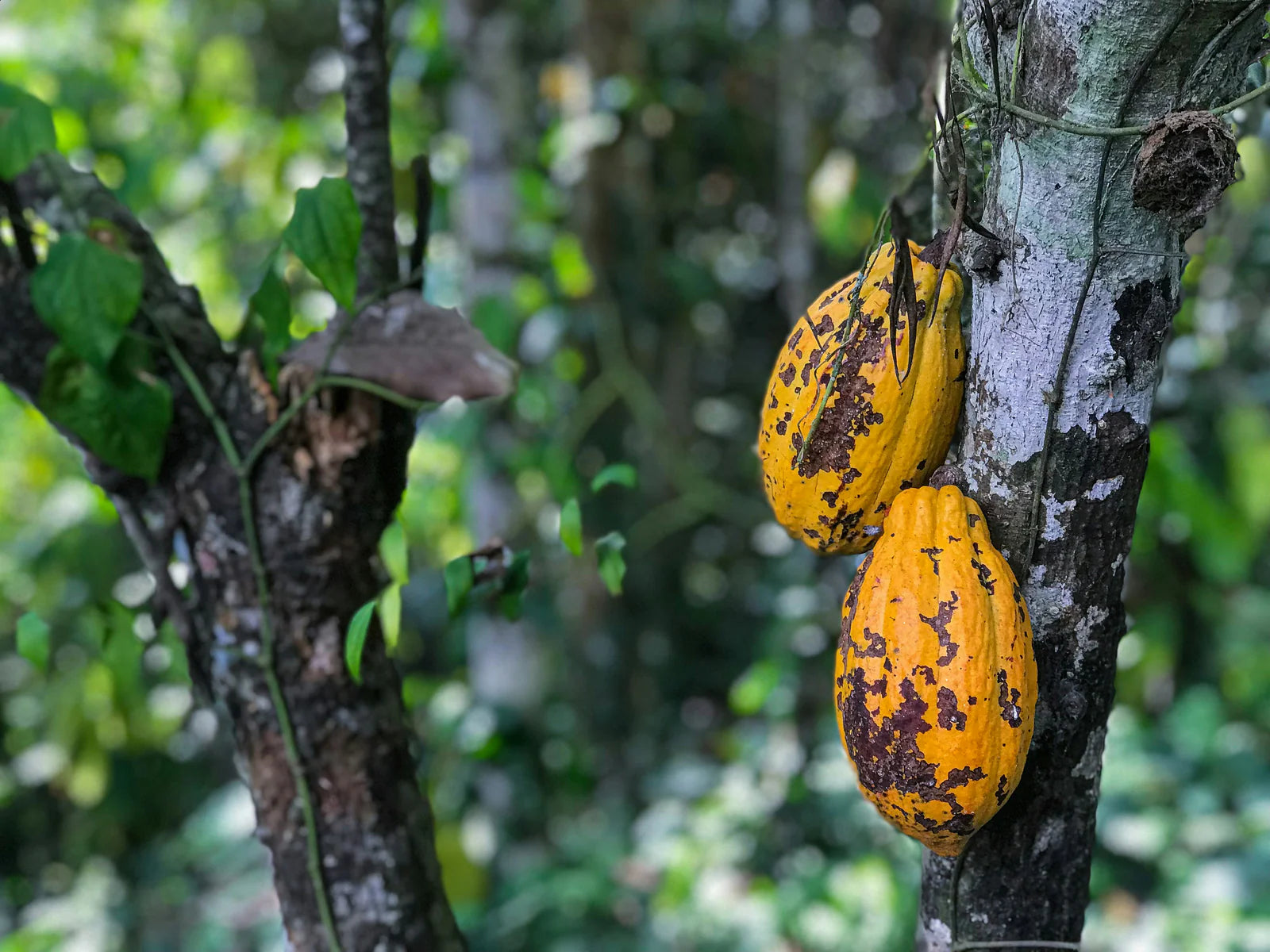 Unroasted Cacao Powder