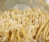 Organic Cordyceps Powder - Farmatuur