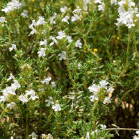 Propolis with thyme and sage - Farmatuur