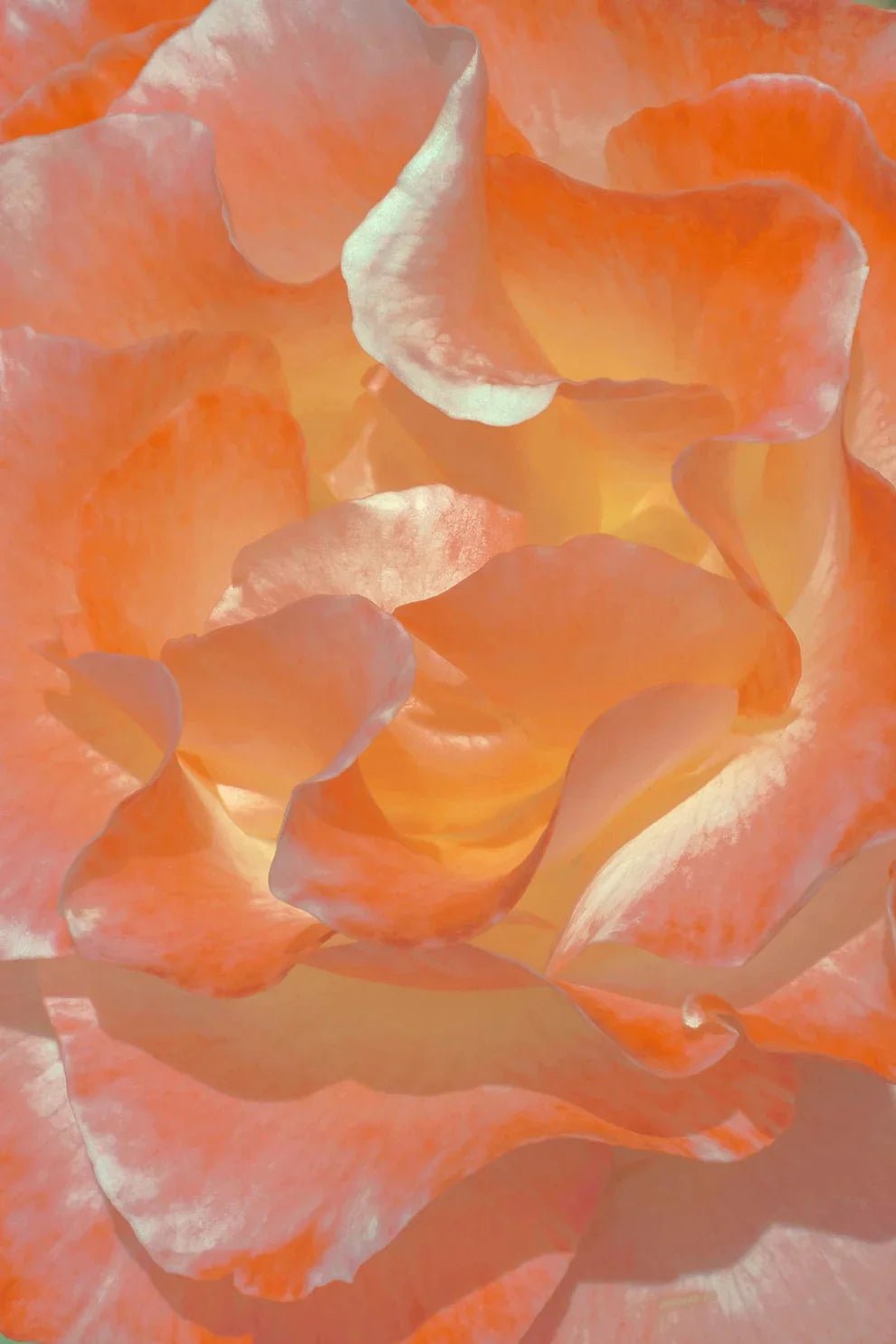 Sacred Heart - Rose Tincture - Farmatuur