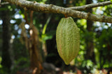 Unroasted Cacao Beans