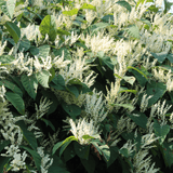 Stress tincture formula - Farmatuur